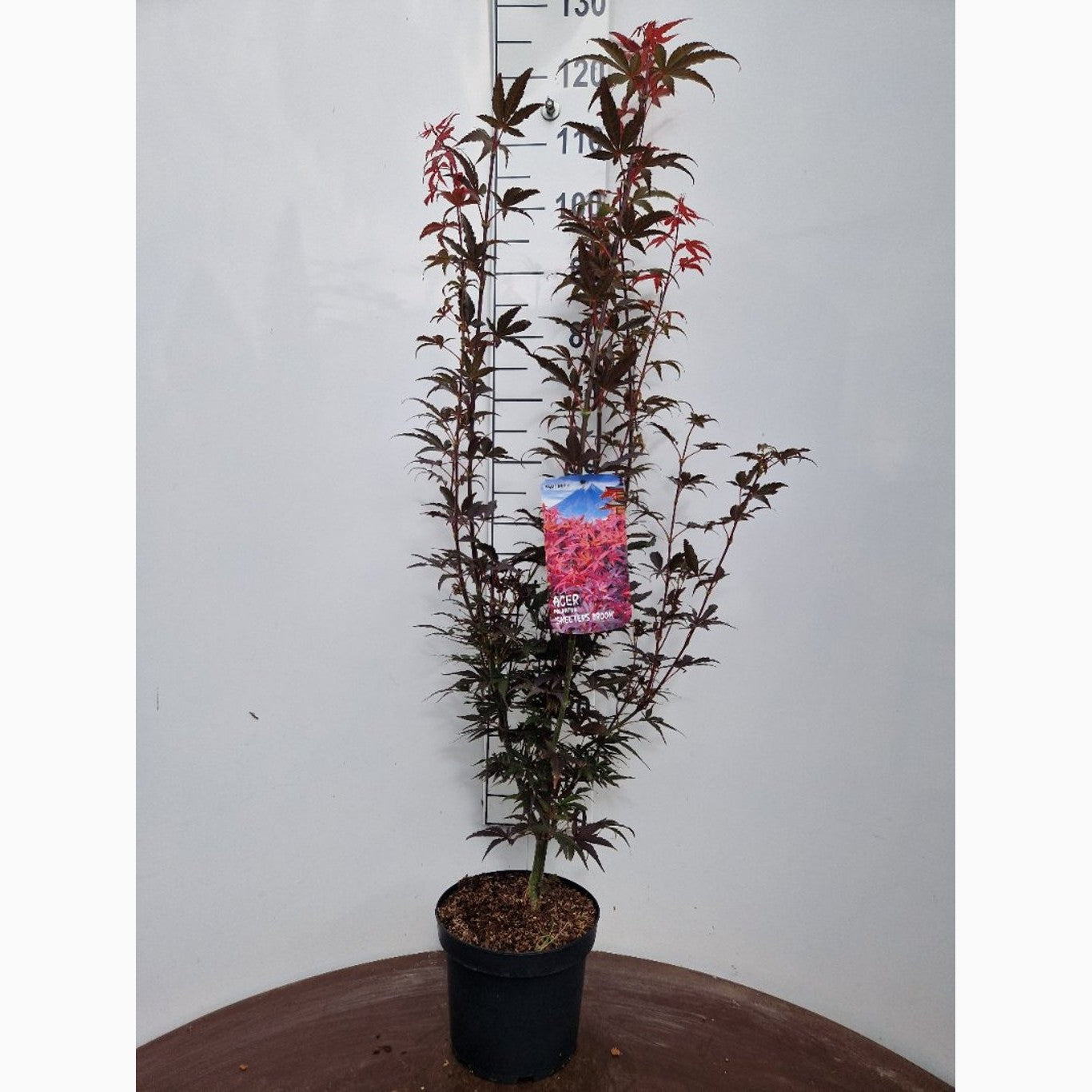 Japansk lönn – Acer pal. 'Skeeter's Broom' - C5 50-60 CM